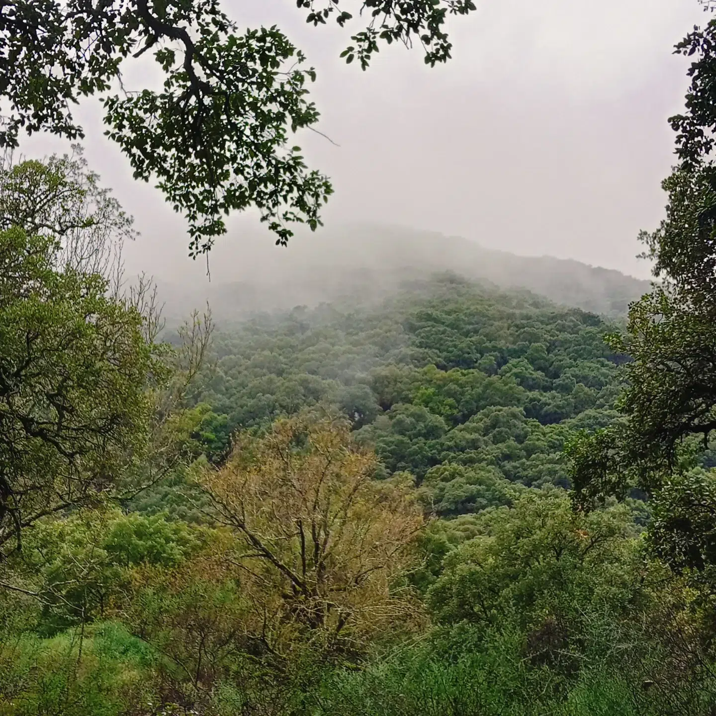 Sendero y entorno natural otoñal en La Sauceda, con el característico bosque de alcornoques del Parque Natural de Los Alcornocales en Cortes de la Frontera
