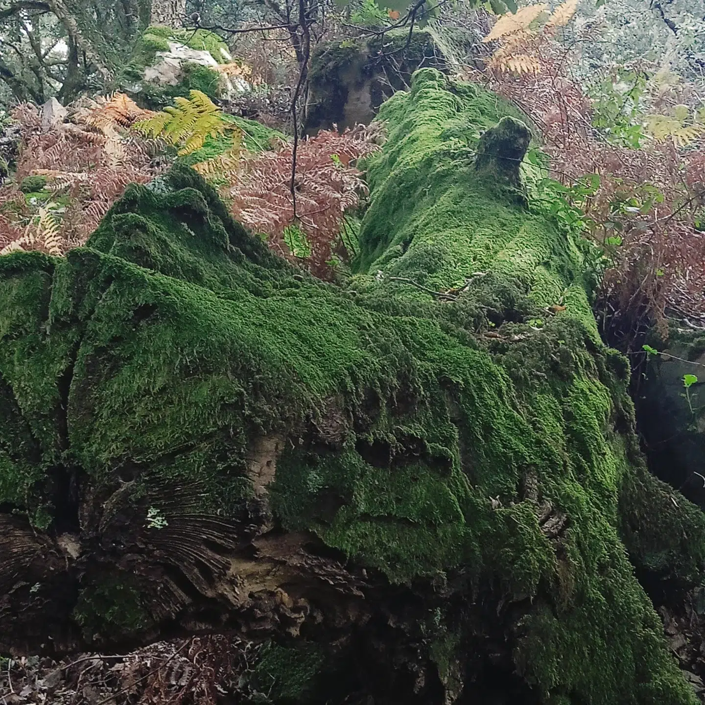 Bosque de alcornoques y vegetación densa del Parque Natural de Los Alcornocales cerca de La Sauceda, Cortes de la Frontera